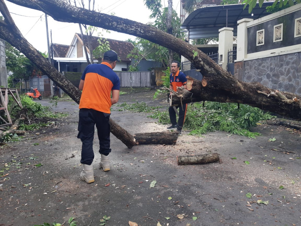 Pohon Tumbang di Perum Grihill, Banjar Menesa, Kelurahan Benoa, Kecamatan Kuta Selatan Tanggal 21 Januari 2022